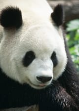 panda