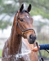washing horse
