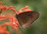 Euploea