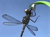 dragonfly statue