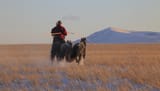 steppe dzud herder