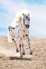 spotted horse