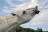 horse pulling a face