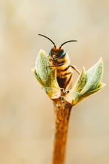 bee on bud