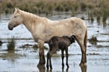 horse mom and her foal