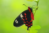 Crimson_Rose_Pachliopta_hector_Brijesh_Pookkottur_20191126_3