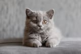 British Shorthair Cat 3