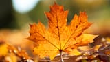 Autumn-maple-leaf-close-up_2560x1440