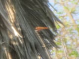 dragon fly orange