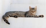 Cat_August_2010-4