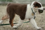 australian shepherd puppy