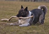 Akita_playing