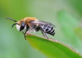 bee on leaf