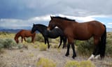 horses of the west