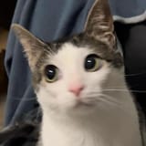 MonkeyCatLuna