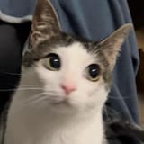 MonkeyCatLunaa