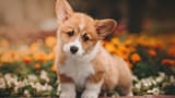 corgi