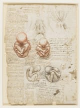 Leonardo_da_Vinci_-_RCIN_919101,_Recto_The_fetus,_and_the_muscles_attached_to_the_pelvis