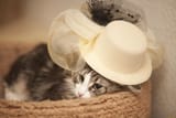 cat-hat-eyes-face-wallpaper