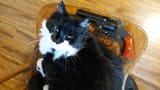 kat