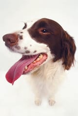 dogdetail