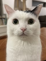 @takeru0321neko_1874410675331883470_20250101-110144