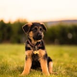 puppy_dog_animal_209844_3415x3415