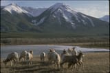 Goats at Mountain