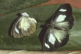 Itaballia caesia