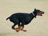 Doberman