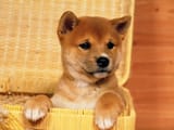 8288