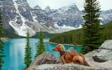 cute-pet-dog-overlooking-a-beautiful-mountains-wallpaper-3840x2400_9