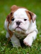bulldog-puppy-cute-grass-1536x2048