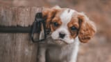 198630-3840x2160-desktop-4k-puppy-wallpaper-image