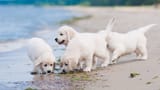 golden-retriever-puppies-sandbeach-seaside-2560x1440