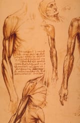 armstudy