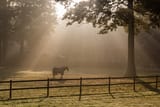 lonesome horse in pen germany
