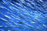 forage fish