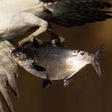 American_Gizzard_Shad