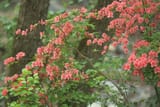 forest flower scene from japan