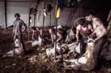 sheep_shearers