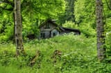 old_forest_home_by_burtn-d699dw3