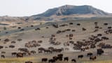 herd