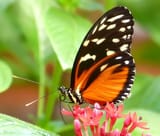 tiger longwing