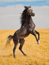 prance