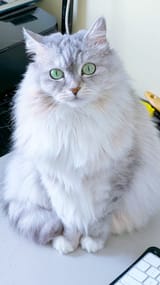 cat2