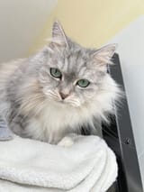 cat3