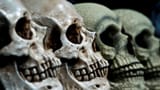 Skulls