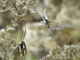 freezing dragonfly in flight