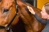 brushing the horse